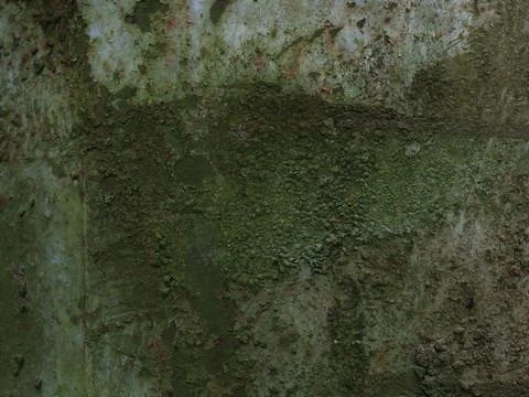 Green embossed hard texture with a touch of mold Stock Photos