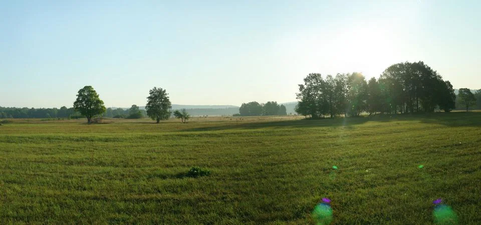 Green empty field with trees and lens flare Stock Photos