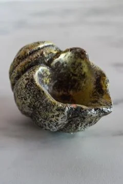 Green empty spiral shell on a marble plate Stock Photos