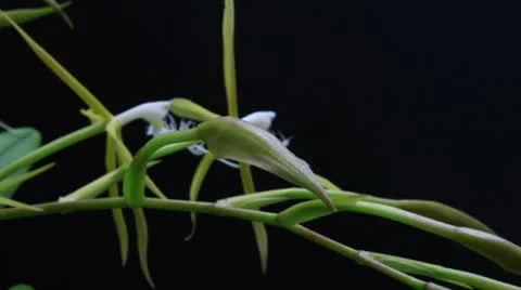 Green Encyclia time lapse Stock Footage 8846366