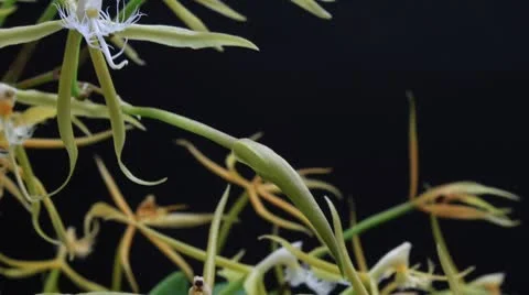 Green encyclia time lapse II Stock Footage 8847086