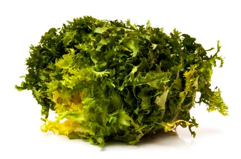 Green endive 写真素材