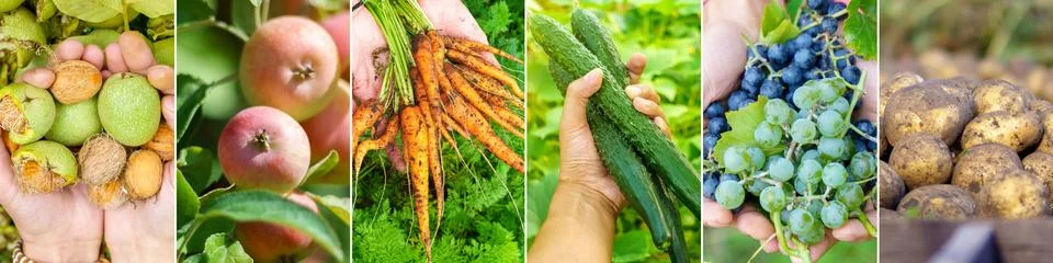 Green Engine: Data-Driven Agriculture Interface and Smart Farming Mosaic Ma.. Stock-Fotos