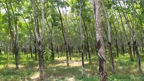 Green enjoyable rubber trees Stock Footage 253978355