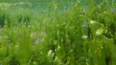 Green Enteromorpha and Ulva algae releasing oxygen bubbles underwater. Stock Footage 342725638