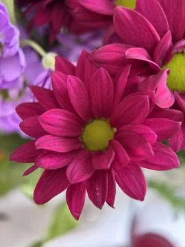 Green environment from any side of view, colorful plants and flowers, closeup. Stock Photos