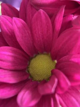 Green environment from any side of view, colorful plants and flowers, closeup. Stock Photos