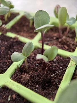 Green environment from any side of view, colorful plants and flowers, closeup. Stock Photos