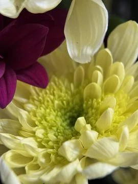 Green environment from any side of view, colorful plants and flowers, closeup. Stock Photos