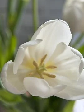 Green environment from any side of view, colorful plants and flowers, closeup. Stock Photos