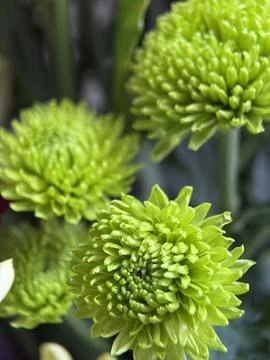 Green environment from any side of view, colorful plants and flowers, closeup. Stock Photos