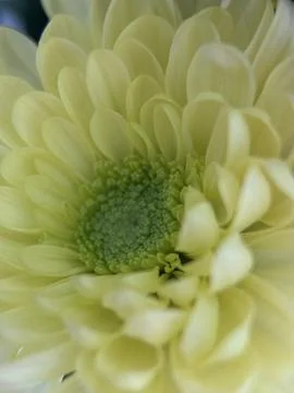 Green environment from any side of view, colorful plants and flowers, closeup. Stock Photos