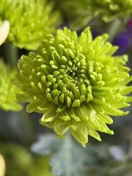Green environment from any side of view, colorful plants and flowers, closeup. Stock Photos