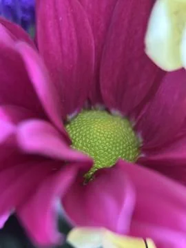 Green environment from any side of view, colorful plants and flowers, closeup. Stock Photos