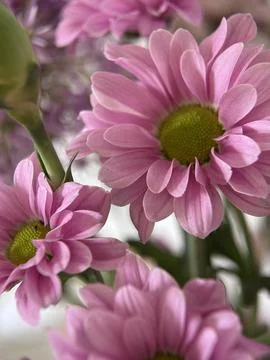Green environment from any side of view, colorful plants and flowers, closeup. Stock Photos