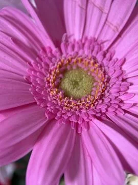 Green environment from any side of view, colorful plants and flowers, closeup. Stock Photos