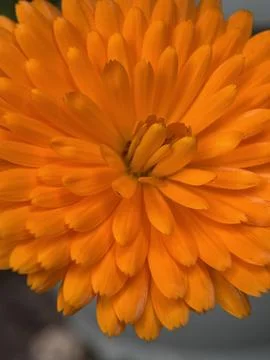 Green environment from any side of view, colorful plants and flowers, closeup. Stock Photos