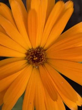 Green environment from any side of view, colorful plants and flowers, closeup. Stock Photos