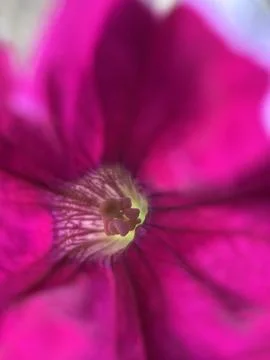 Green environment from any side of view, colorful plants and flowers, closeup. Stock Photos