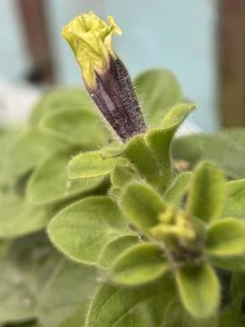 Green environment from any side of view, colorful plants and flowers, closeup. Stock Photos