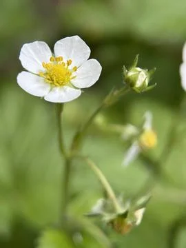 Green environment from any side of view, colorful plants and flowers, closeup. Stock Photos