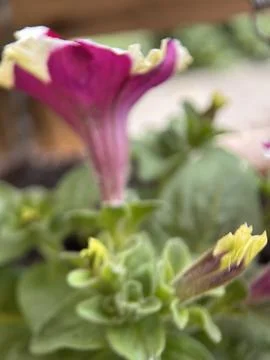 Green environment from any side of view, colorful plants and flowers, closeup. Stock Photos