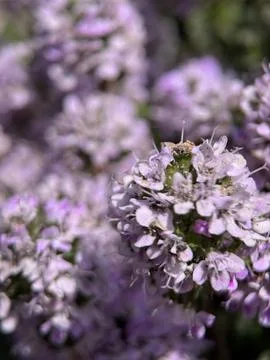 Green environment from any side of view, colorful plants and flowers, closeup. Stock Photos