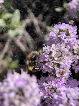 Green environment from any side of view, colorful plants and flowers, closeup. Stock Photos