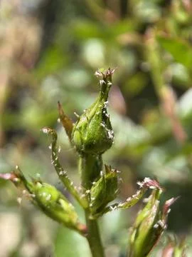 Green environment from any side of view, colorful plants and flowers, closeup. Stock Photos