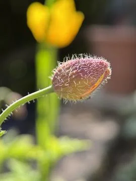 Green environment from any side of view, colorful plants and flowers, closeup. Stock Photos