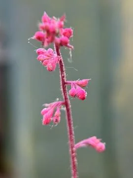 Green environment from any side of view, colorful plants and flowers, closeup. Stock Photos
