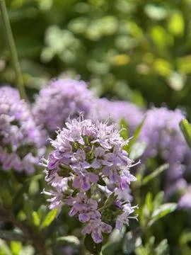 Green environment from any side of view, colorful plants and flowers, closeup. Stock Photos