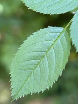 Green environment from any side of view, colorful plants and flowers, closeup. Stock Photos