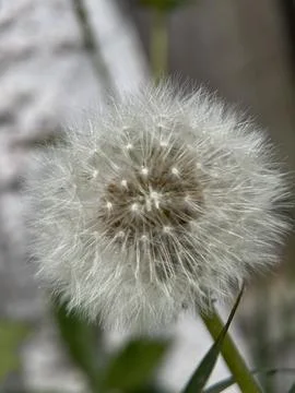 Green environment from any side of view, colorful plants and flowers, closeup. Stock Photos