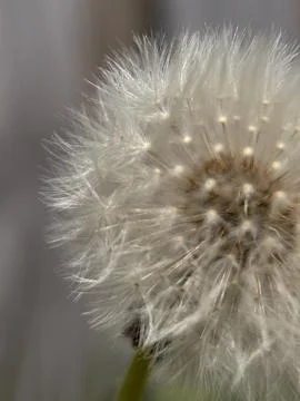 Green environment from any side of view, colorful plants and flowers, closeup. Stock Photos