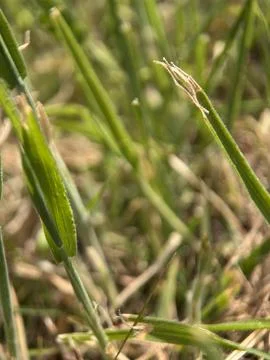Green environment from any side of view, colorful plants and flowers, closeup. Stock Photos