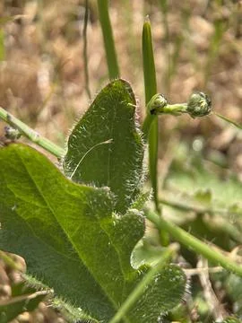 Green environment from any side of view, colorful plants and flowers, closeup. Stock Photos