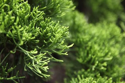 Green environment Stock Photos