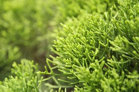Green environment Foto stock