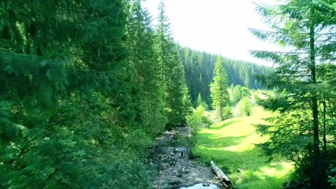 Green environment with small river stream in summer forest Stock Footage 291631673
