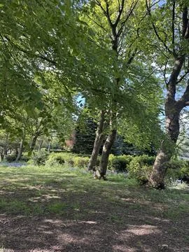 Green environment, trees in a park with flowers and bushes around Stock Photos