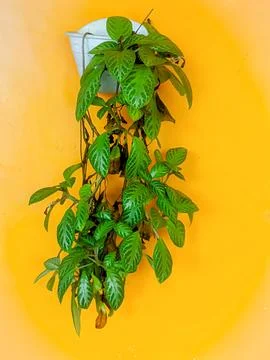 Green Episcia Photos