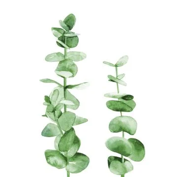 Green eucalyptus branch. Herb tree leaves. Botanical art. Watercolour Stock Illustration