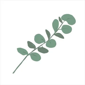 Green eucalyptus branch, silver dollar eucalyptus plant, decorative element Stock Illustration
