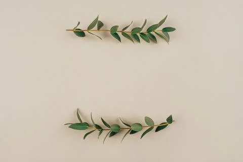 Green eucalyptus branches on a beige background. Stock Photos