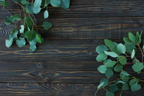 Green eucalyptus branches frame on a brown wooden background.  top view. copy sp Stock Photos