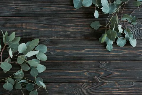 Green eucalyptus branches frame on a brown wooden background.  top view. copy sp Stock Photos