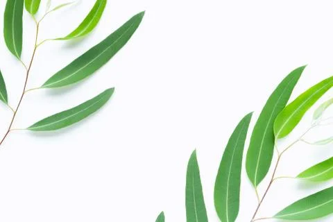 Green eucalyptus branches on white background Stock Photos