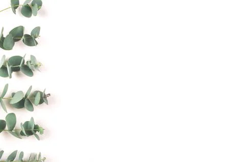 Green eucalyptus branches on a white background. Stock Photos