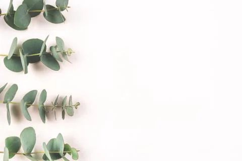 Green eucalyptus branches on a white background. Stock Photos